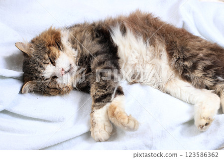 Close-up sleeping happy cat on the bed, yard cat has found its home, atmosphere of coziness and comfort, selective focus 123586362