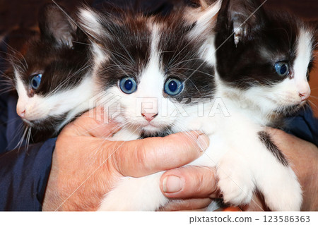 Scared little kittens in old hands. Saving homeless animals and the comfort of your home 123586363