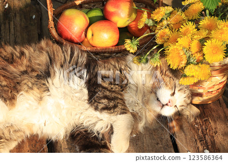 Sleeping cat on a wooden table in the summer garden. A village cat is resting on a table with a basket of apples and flowers 123586364
