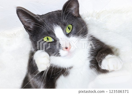 Close-up of a domestic cat with green eyes, a cozy yard cat found his home, saving animals, the love of our pets Close-up of a domestic cat with green eyes, a cozy yard cat found his home, saving animals, the love of our pets 123586371