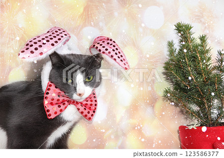 New Year's funny cat in a festive bow and ears on a background of bokeh and a live Christmas tree in a pot, the concept of forest conservation, a holiday card, a screensaver for the display, selective New Year's funny cat in a festive bow and ears on a background of bokeh and a live Christmas tree in a pot, the concept of forest conservation, a holiday card, a screensaver for the display, selective 123586377