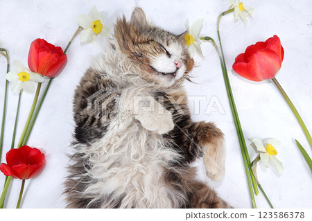 Sleeping fluffy cat in tulips on a sunny table. Minimal concept of spring and comfort, creative flower arrangement, background. Beautiful and funny greeting card. Sleeping fluffy cat in tulips on a sunny table. Minimal concept of spring and comfort, creative flower arrangement, background. Beautiful and funny greeting card. 123586378