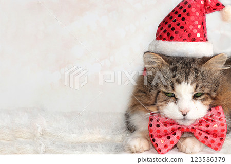 New Year's funny cat in a festive bow and ears on a background of bokeh and a live Christmas tree in a pot, the concept of forest conservation, a holiday card, a screensaver for the display, selective New Year's funny cat in a festive bow and ears on a background of bokeh and a live Christmas tree in a pot, the concept of forest conservation, a holiday card, a screensaver for the display, selective 123586379