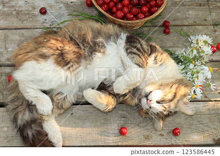 Sleeping cat on an old wooden table in the summer garden next to a basket with cherries and flowers. Country cat resting in the garden, top view, flat lay Sleeping cat on an old wooden table in the summer garden next to a basket with cherries and flowers. Country cat resting in the garden, top view, flat lay 123586445