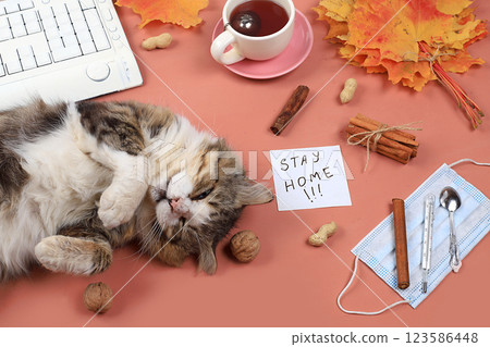 Autumn composition flat lay, computer, tea, mask and sleeping cat, remote work, minimal business concept. Modern woman's work desk. Home office in a pandemic, stay home 123586448