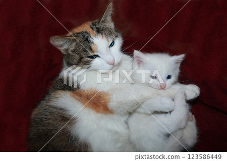 Mom cat hugs a little kitten, care and love in nature. The atmosphere of warmth and comfort in the house, the rescue of homeless animals 123586449