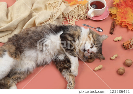 Autumn composition flat lay, computer, tea, mask and sleeping cat, remote work, minimal business concept. Modern woman's work desk. Home office in a pandemic, stay home 123586451