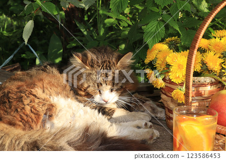 Sleeping cat on a wooden table in the summer garden. A village cat is resting on a table with a basket of apples and flowers 123586453
