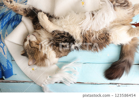 Sleeping cat on a cozy female home table with a knitted sweater on a blue old wooden background. Winter composition. Hygge style concept. Flat layout, top view, copy space. Sleeping cat on a cozy female home table with a knitted sweater on a blue old wooden background. Winter composition. Hygge style concept. Flat layout, top view, copy space. 123586454