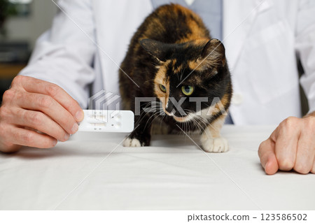 Cat looking at rapid test for detection of feline virus in male vet hand 123586502