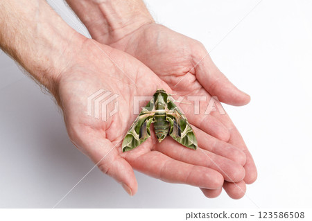 Green butterfly on human hand. Butterfly breeding. Oleander Hawk-moth Daphnis nerii on white 123586508