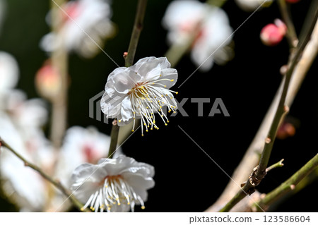white plum blossom 123586604