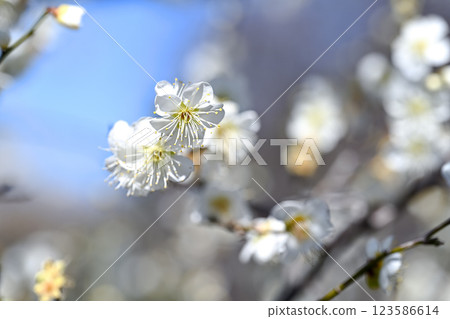 white plum blossom 123586614