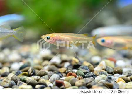 Himedaka在坦克 123586653