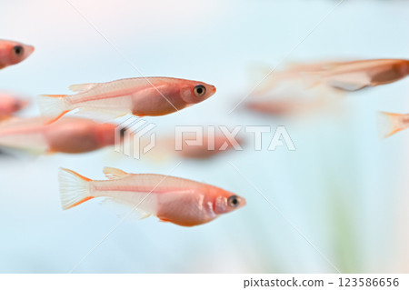 Himedaka in the tank 123586656