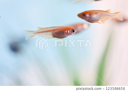 Himedaka在坦克 123586658