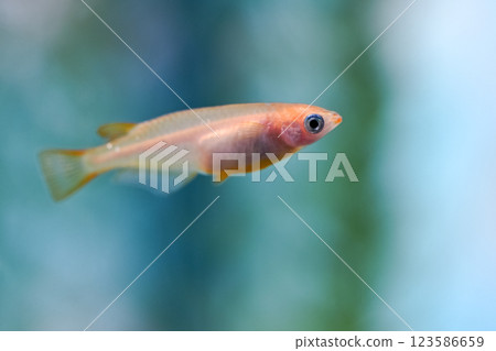 Himedaka在坦克 123586659