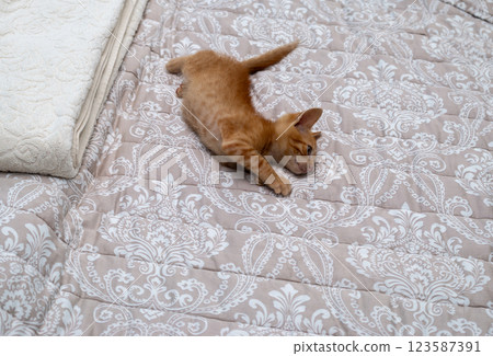 Charming orange kitten relaxing and stretching on a bed Charming orange kitten relaxing and stretching on a bed 123587391