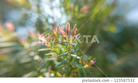 Melaleuca bracteata macro leaves small world 123587532
