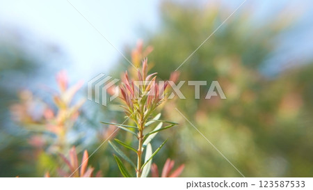 Melaleuca bracteata macro leaves small world 123587533