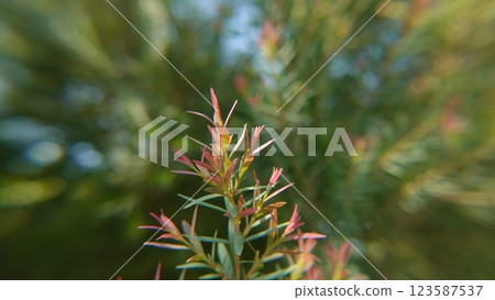 Melaleuca bracteata macro leaves small world 123587537