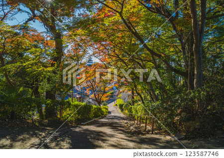 靜岡縣掛川市掛川城附近的龍家院秋葉美景 靜岡縣掛川市掛川城附近的龍家院秋葉美景 123587746