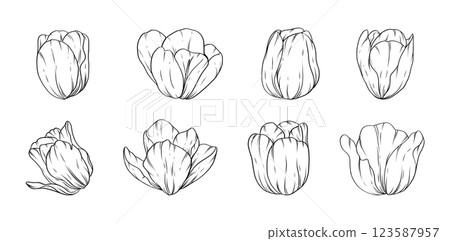 Hand drawn tulip flower line art illustration for botanical floral design tattoo wedding invitations digital prints patterns and branding Hand drawn tulip flower line art illustration for botanical floral design tattoo wedding invitations digital prints patterns and branding 123587957
