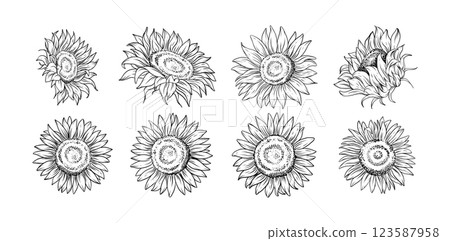 Hand drawn sunflower flower line art illustration for botanical floral design tattoo wedding invitations digital prints patterns and branding Hand drawn sunflower flower line art illustration for botanical floral design tattoo wedding invitations digital prints patterns and branding 123587958