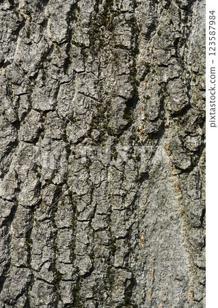 Boxelder maple 123587984