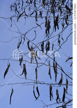 Honey locust 123587985