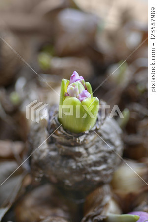 Common hyacinth Common hyacinth 123587989