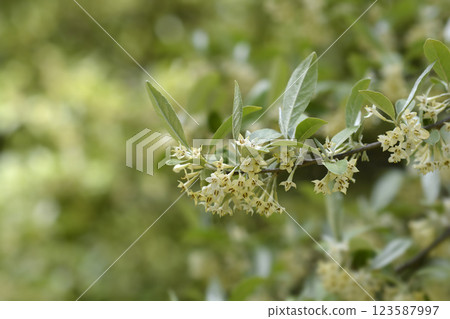 Autumn olive 123587997