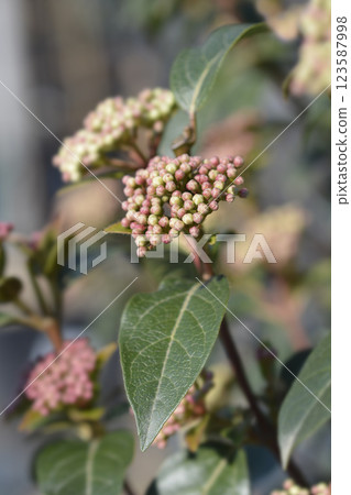 Laurustinus 123587998