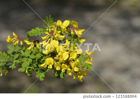 Vetch-like coronilla Vetch-like coronilla 123588004