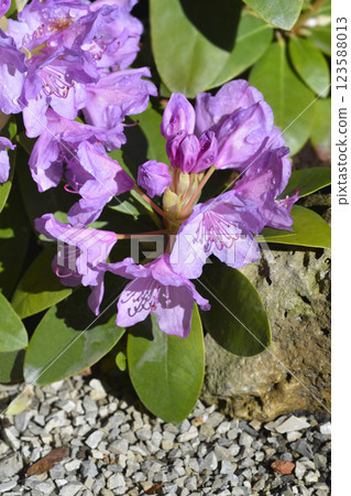 Catawba rhododendron Grandiflorum Catawba rhododendron Grandiflorum 123588013
