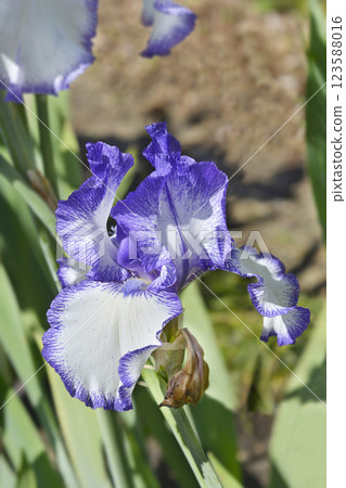 Tall bearded iris Blue Staccato Tall bearded iris Blue Staccato 123588016