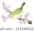 一隻繡眼鳥叼著櫻花 123588018
