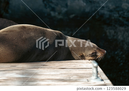 Cute Cape fur seal sleeping on the pier 123588029