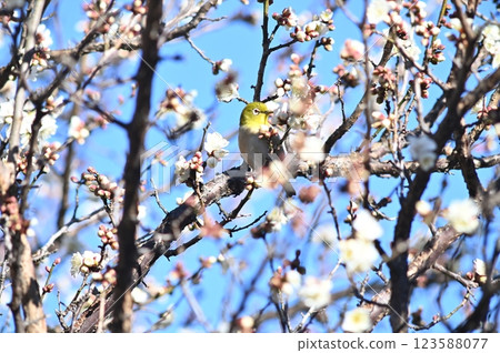 White-eye lizard 123588077