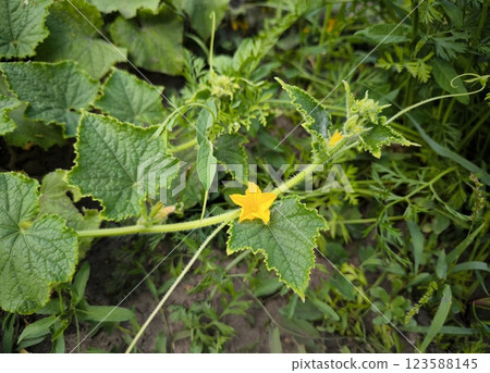 Blooming cucumber plant, yellow female flower, raw food diet concept, ovary cucumber flower Blooming cucumber plant, yellow female flower, raw food diet concept, ovary cucumber flower 123588145