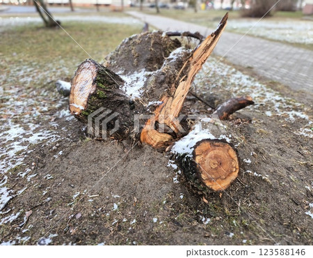 The fallen tree saw its roots coming out of the ground. The tree that fell after the hurricane was cut down and the stump was left on the city street. The fallen tree saw its roots coming out of the ground. The tree that fell after the hurricane was cut down and the stump was left on the city street. 123588146