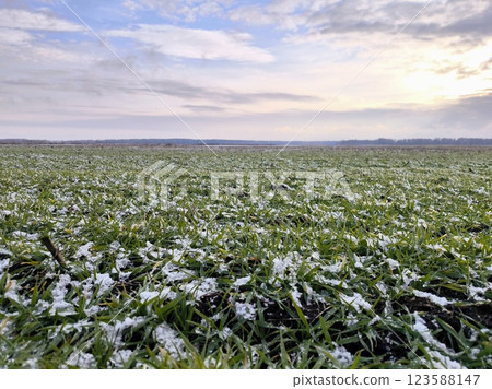 Bright and beautiful natural spring background. Horizon, sky with a purple hue, green grass covered with a thin layer of snow, thaw, early spring Bright and beautiful natural spring background. Horizon, sky with a purple hue, green grass covered with a thin layer of snow, thaw, early spring 123588147