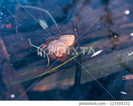 Snail shell stuck in frozen in water of lake in cold winter day with tiny pieces of leaves 123588152