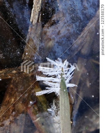 Detailed Close-up of Shaggy Ice Spike on Vertical Reed Leaf Forming a Feather Detailed Close-up of Shaggy Ice Spike on Vertical Reed Leaf Forming a Feather 123588170