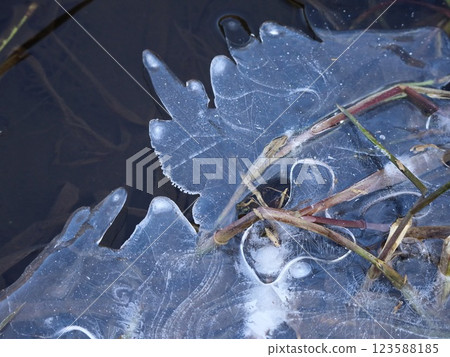 Frozen Water Surface with Ice Fractures and Reeds Frozen Water Surface with Ice Fractures and Reeds 123588185