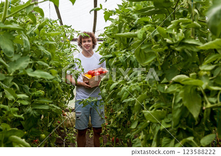 Man in white t-shirt holding wooden box with tomatoes in greenhouse 123588222