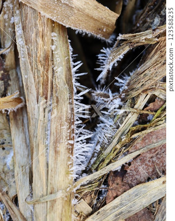 Detailed Shot of Ice Spikes on Reed Leaves 123588235