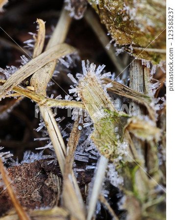 Spiky Ice Formations on Brown Reed Leaves in a Frosty Landscape 123588237