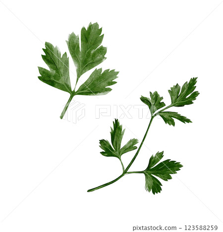 Parsley, stem with leaves. Coreander or cilantro. Spice and seasoning. Fresh greens. Useful plants. Watercolor illustration isolated from background. Edible plant with wide leaves. Parsley, stem with leaves. Coreander or cilantro. Spice and seasoning. Fresh greens. Useful plants. Watercolor illustration isolated from background. Edible plant with wide leaves. 123588259