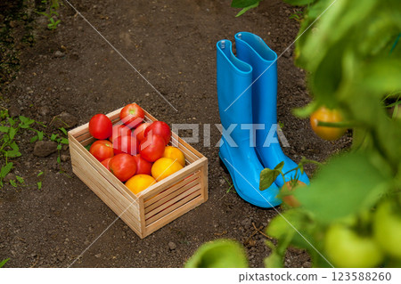 Wooden crate with red and yellow tomatoes next to blue boots 123588260